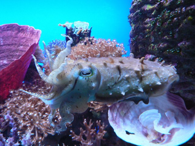 47- Une seiche a l'aquarium de Noumea 